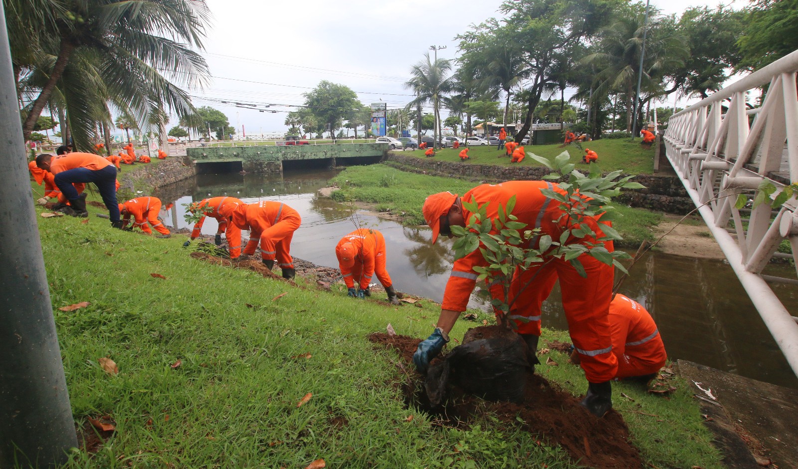 homens plantando mudas